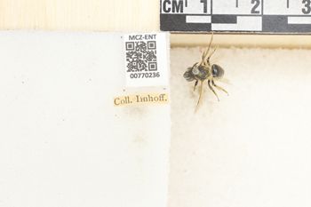 Media type: image;   Entomology 770236 Aspect: Labels